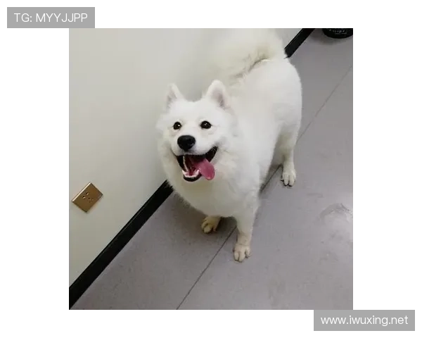 拉皮诺家的狗吃的都比我一个月饭钱多